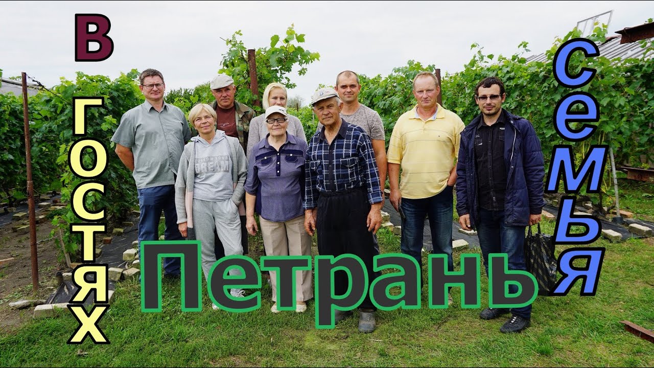 Виноградники Беларуси . г.Пружаны . Виноградарь Петрань Мария Афанасьевна .
