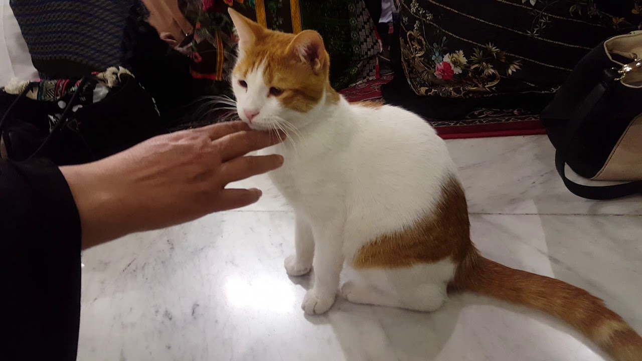An adorable cat in Masjid e Nabvi during Azan e Asar.