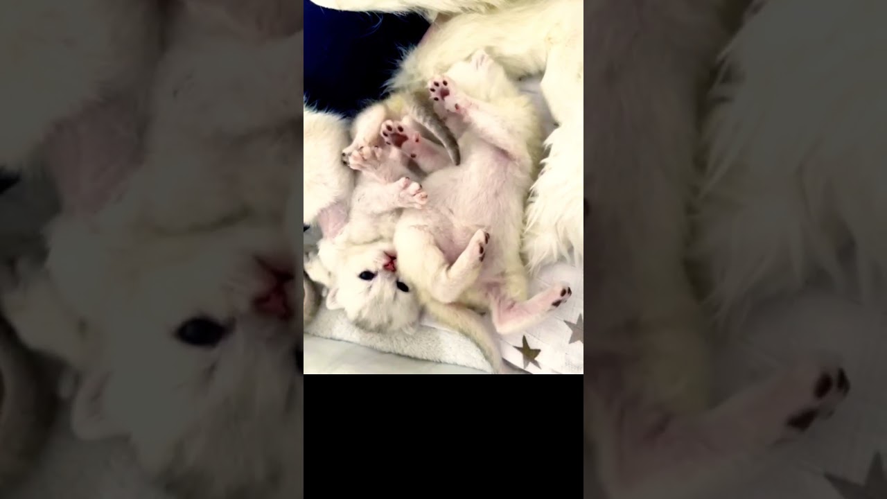 2 adorables chatons, pr&egrave;s a dormir dans leurs petits berceaux. #animals #kitten #chaton