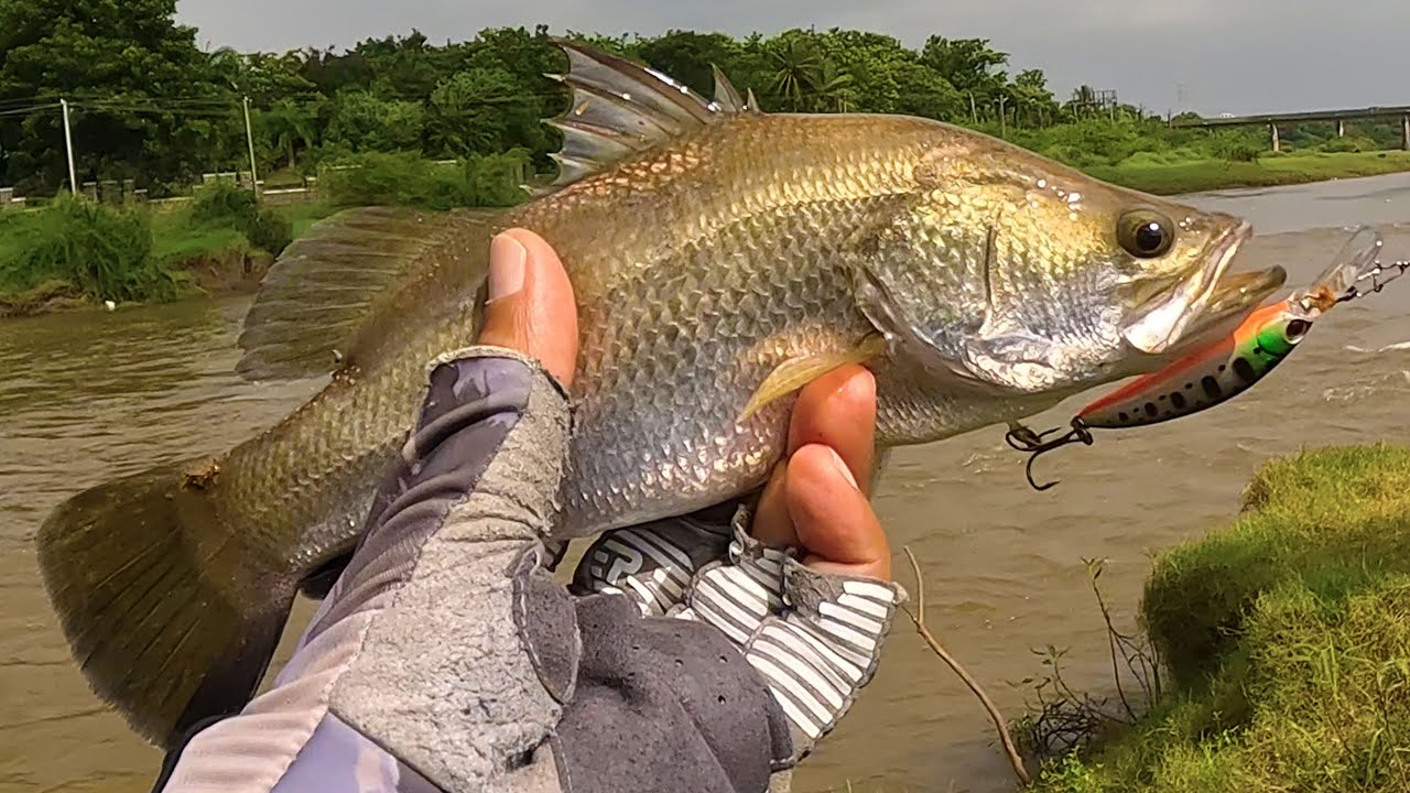 Barramundi fishing with ATC Combat CF51 BFS setup | BFS Fishing | Ultralight Fishing