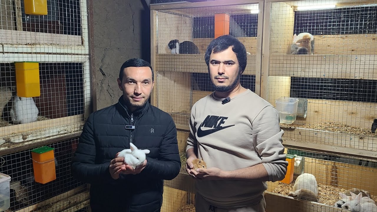 MITTI QUYONLANI KO'RMAGANLA VIDIONI KO'RILA MINI FERMADA MINI QUYONLA