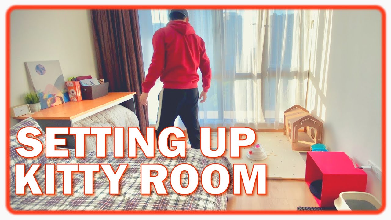 How to Setup Space for New Kitten | British shorthair fun cat in new home 🐈😍👍