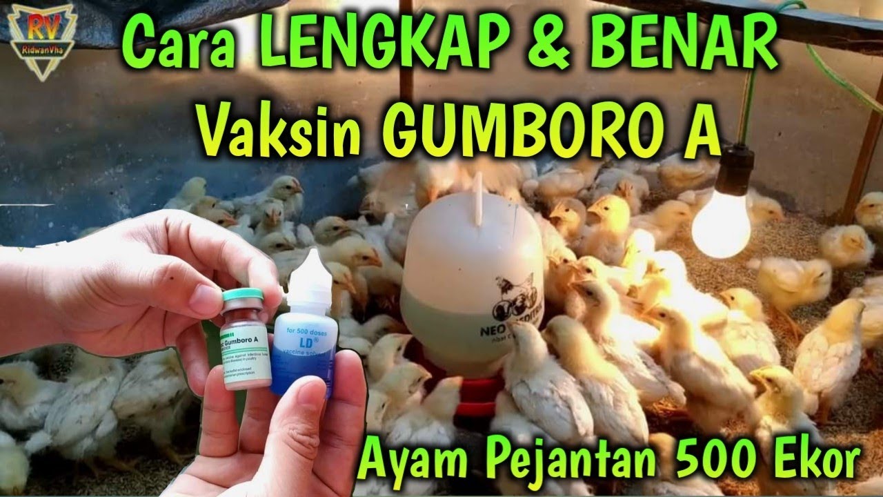 Cara LENGKAP & BENAR Vaksin GUMBORO A Pada Ternak Ayam Pejantan 500 Ekor