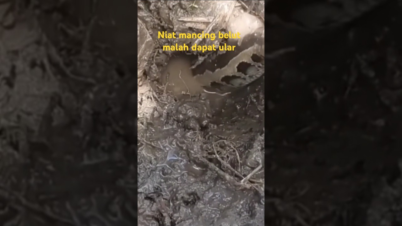 mancing belut strike dapat ular besar 