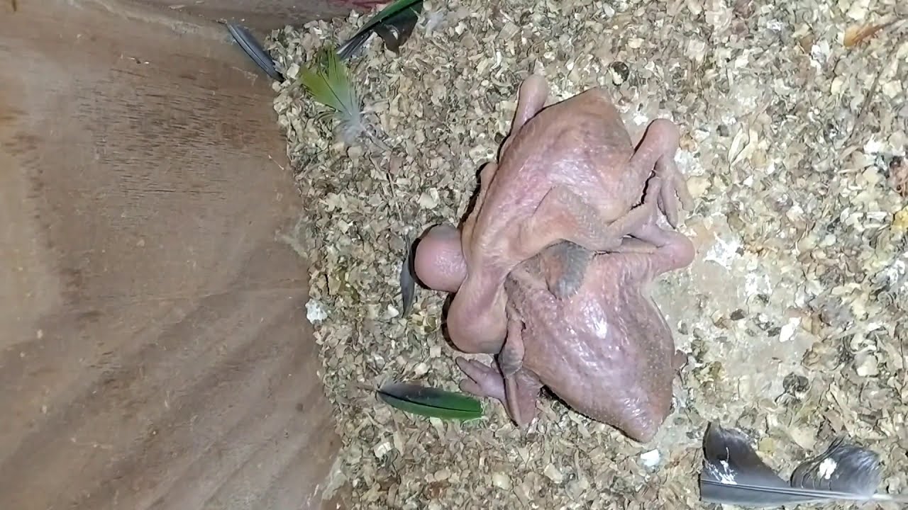 Parrots Baby Growth From Day 1 to Day 30