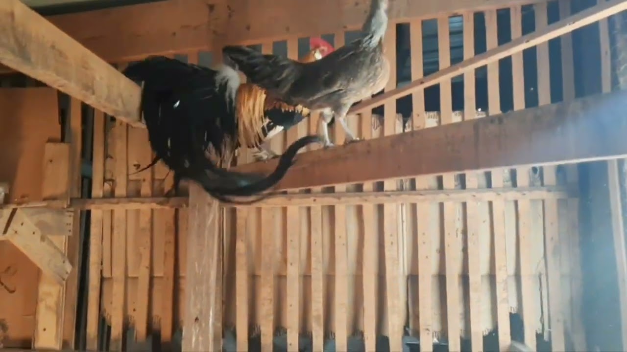 Medina Farm's Exotic Japanese Phoenix Chickens