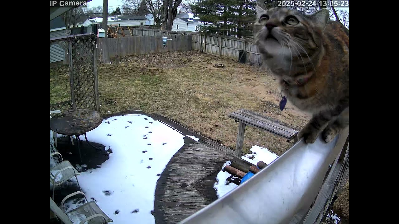 20250224 130511 Neighbors cat jumping onto roof and off of roof spedup20x while on roof