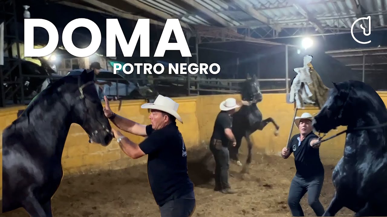 Aprende a Domar Caballos con Paciencia y Técnica