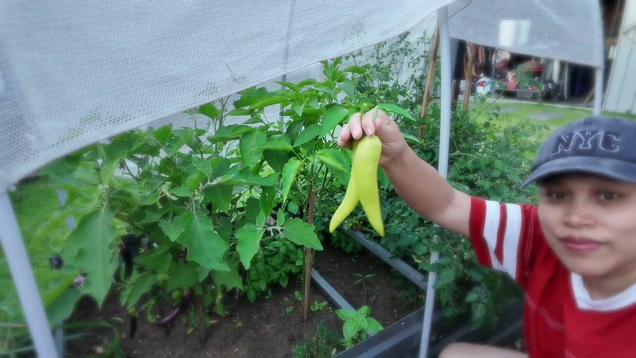 Mag harvest ta sa akong mini garden🍅 (Dec. 08, 2025) #organictomatoes