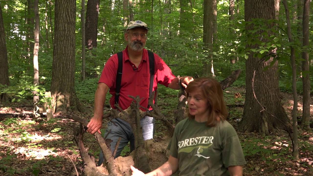The Forest Tree with Bill & Georgia... naturally!  - 