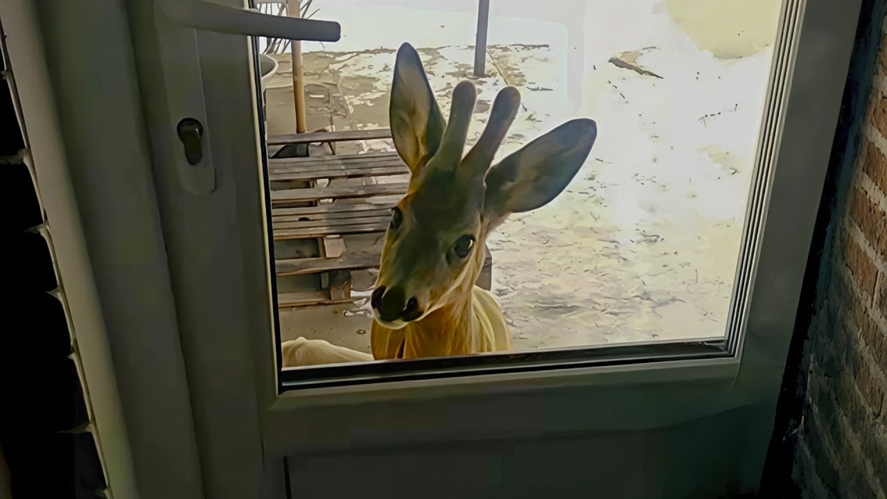 Lonely Baby Deer Knocks On The Door To Play With The Kids