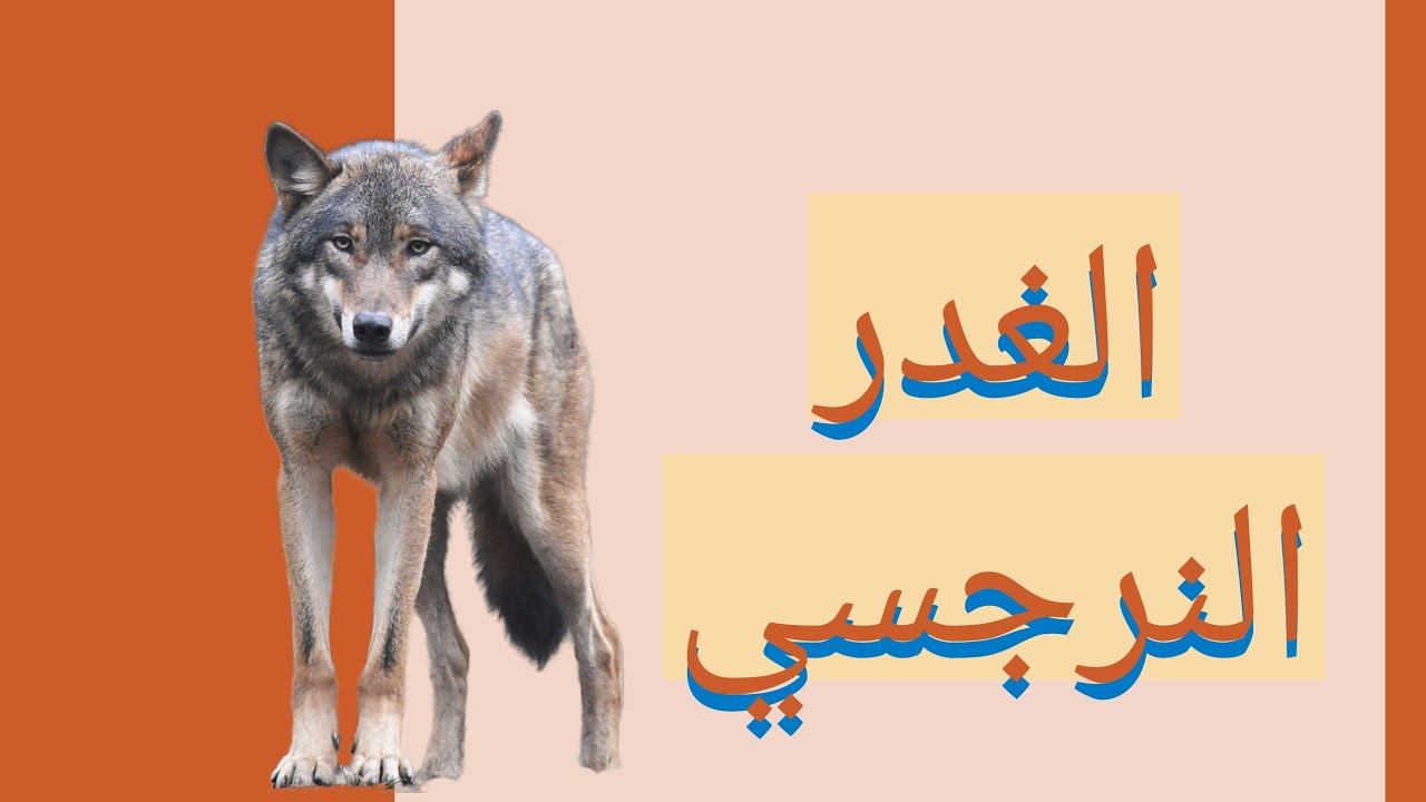 الغدر النرجسي و انعدام الوفاء عند النرجسيين  🫤
