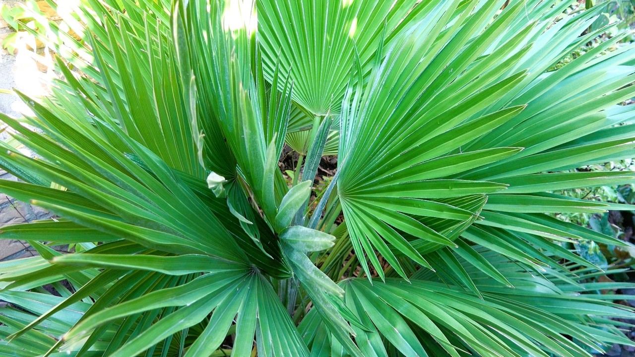 10 Best Evergreen Plants For A Tropical Style Garden
