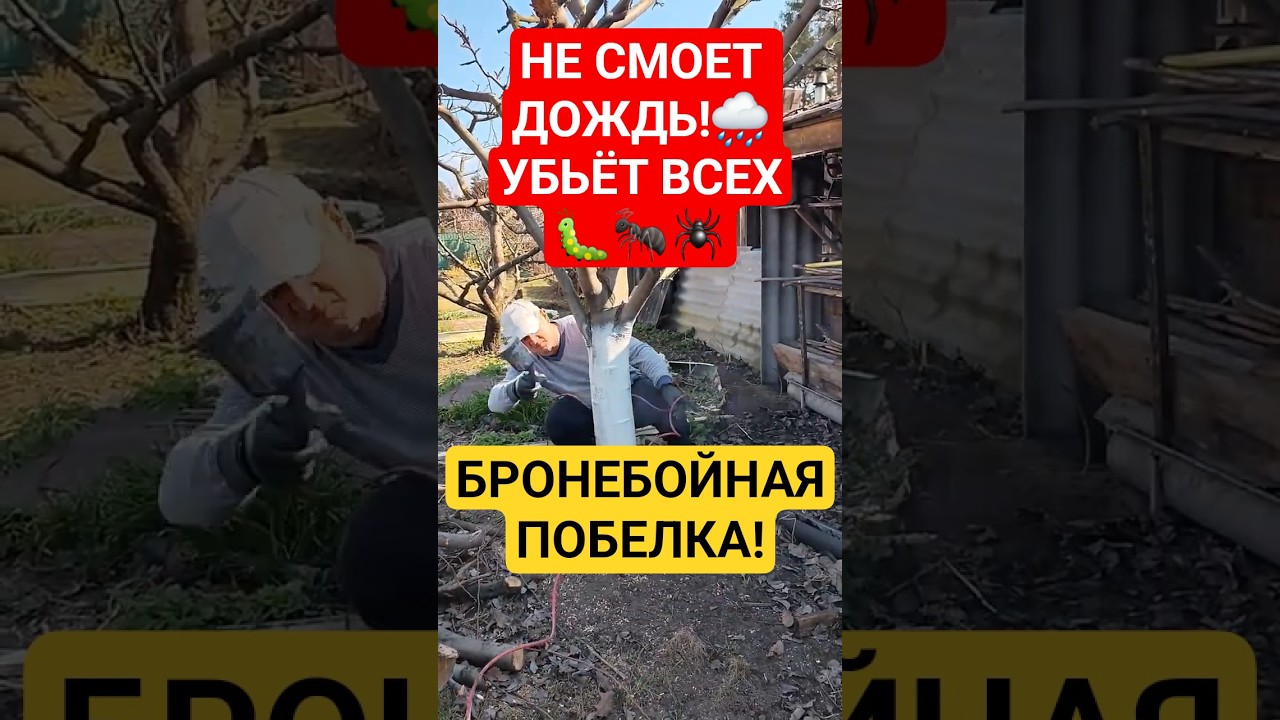 БЕЛИМ ДЕРЕВЬЯ! Лучший СУПЕР-СОСТАВ! 🌳Защита сада на 100%!