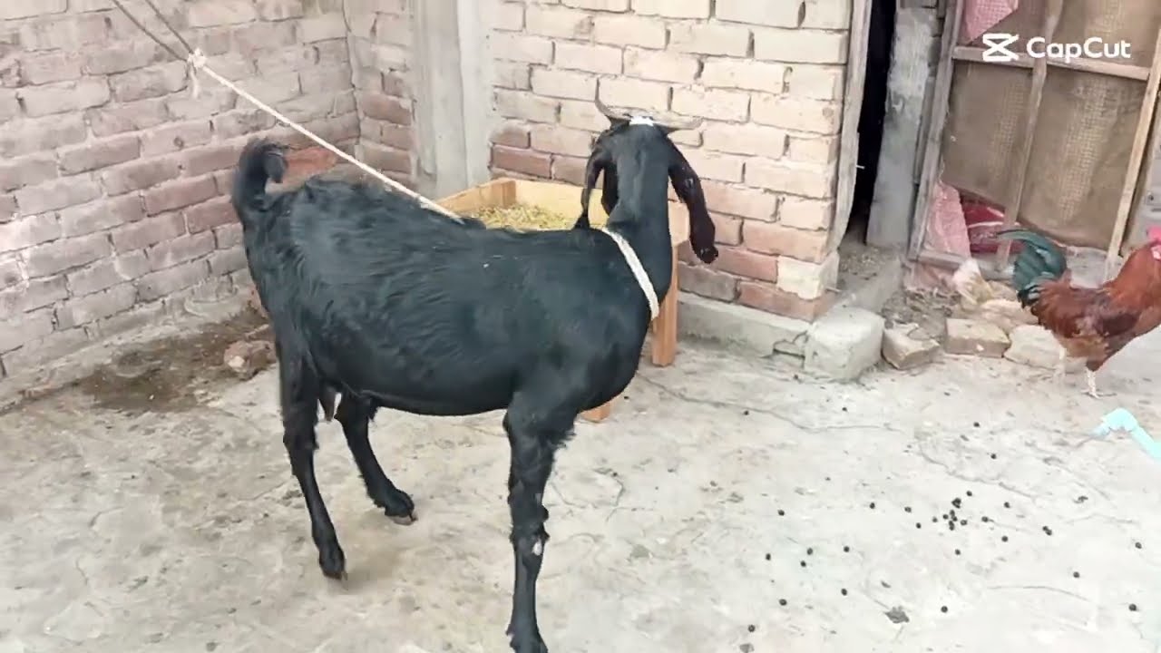 My first vlog with my first goat 🐐#animals #animal #aninallover 