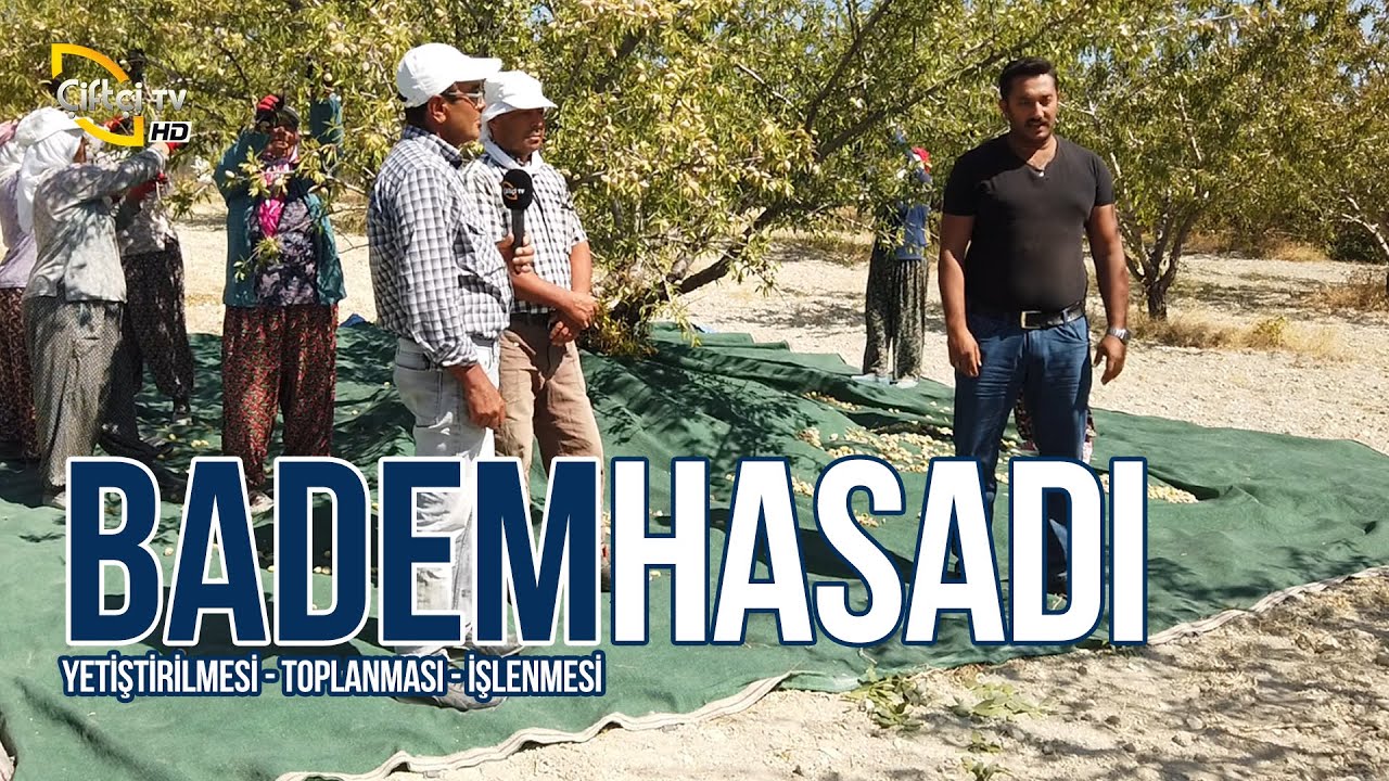 BADEM HASADI ve Yetiştiriciliği (Toplanması - İşlenmesi - Yetiştirilmesi) - Maksat Üretmek #manisa