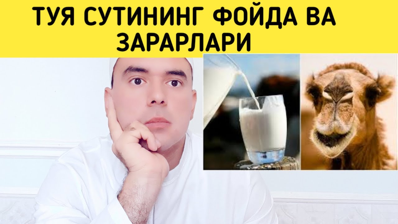 ТУЯ СУТИНИНГ ФОЙДА ВА ЗАРАРЛАРИ