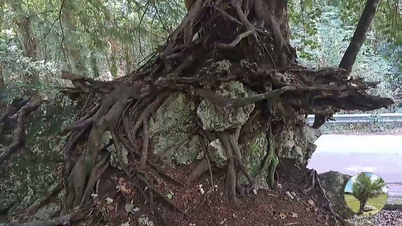 Il Tasso dell'Ispettore (Taxus baccata) abbarbicato sulla roccia, monumentale della Foresta Umbra-FG