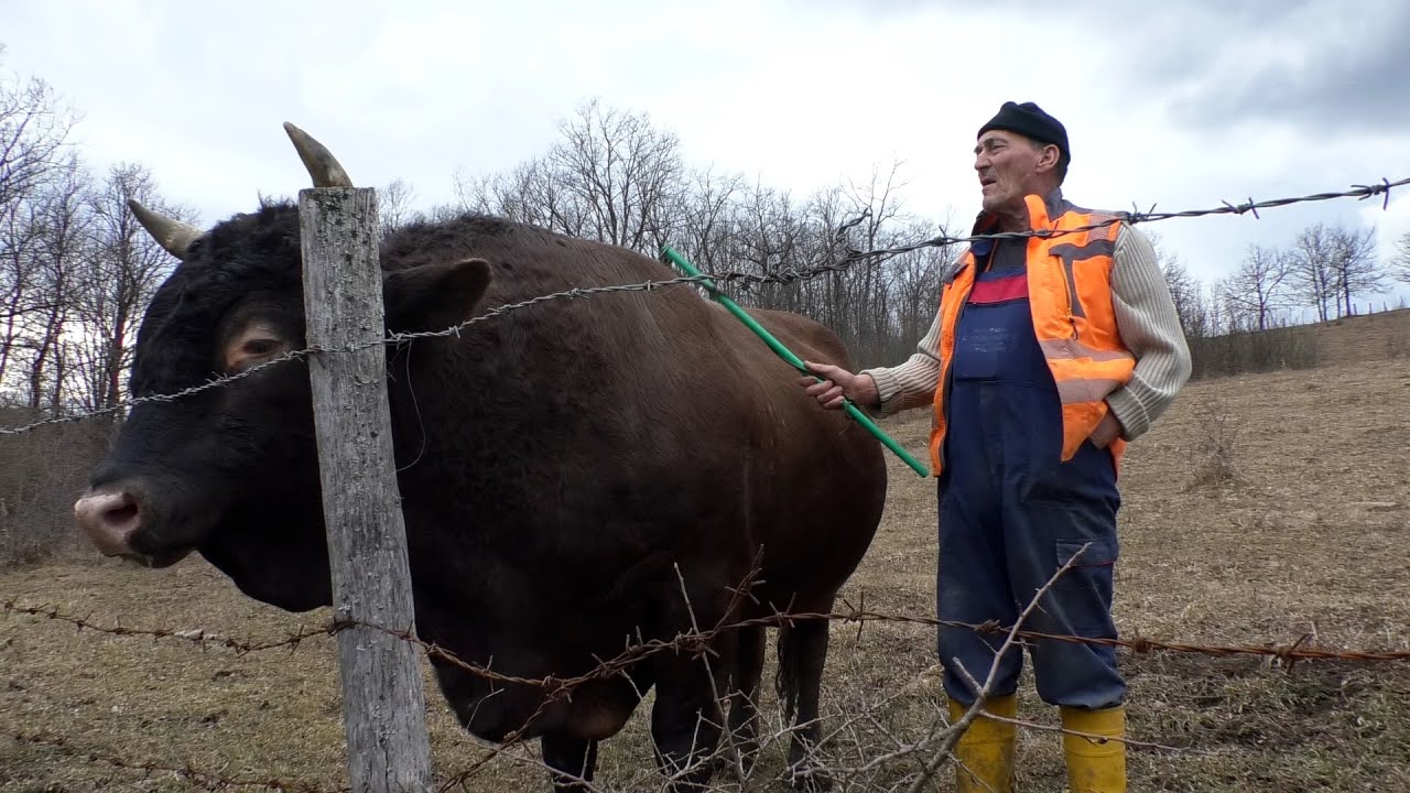 -DUMAN PONUDIO 10 000 EURA KINIJI ZA MEDONJU -