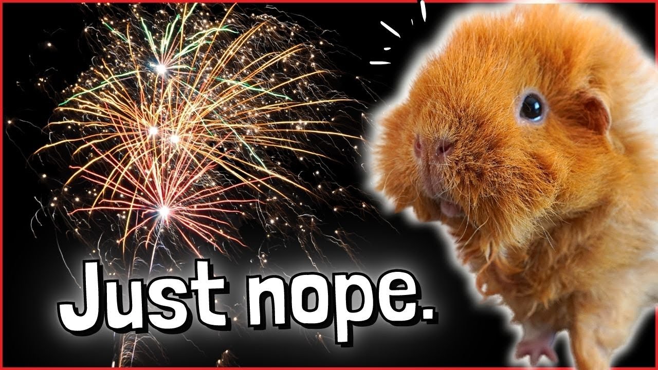 How to Keep Guinea Pigs Calm During Fireworks!