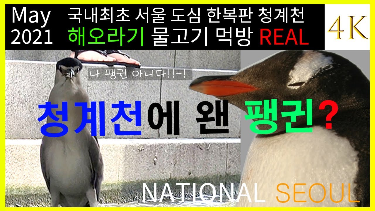 (고화질 4K 희귀영상) 청계천 해오라기 물고기 사냥 성공 순간포착 영상