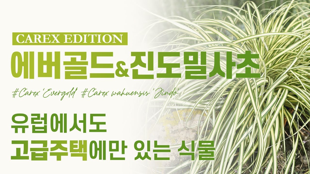 EP33.[에버골드&진도밀사초] 내 집의 가치는  어느 누구라도 처음에 보이는 정원에서 시작된다.