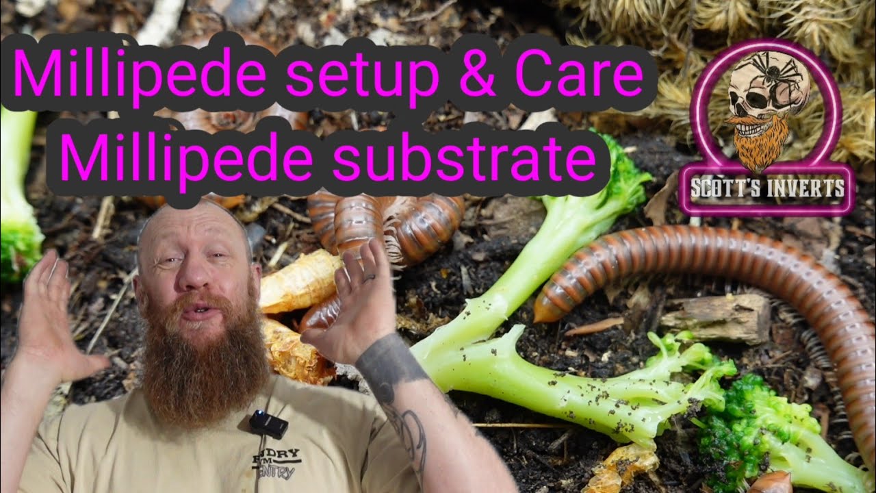 Setting up Millipedes and millipede substrate