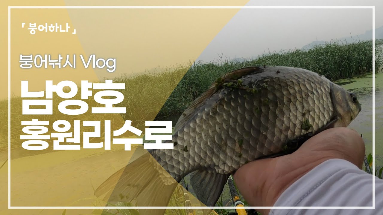 홍원리 첫 오름수위 붕어낚시?! 아쉬움 가득했던 남양호 붕어는 진짜 홍원리 수로에 모여있네요 ㅎ