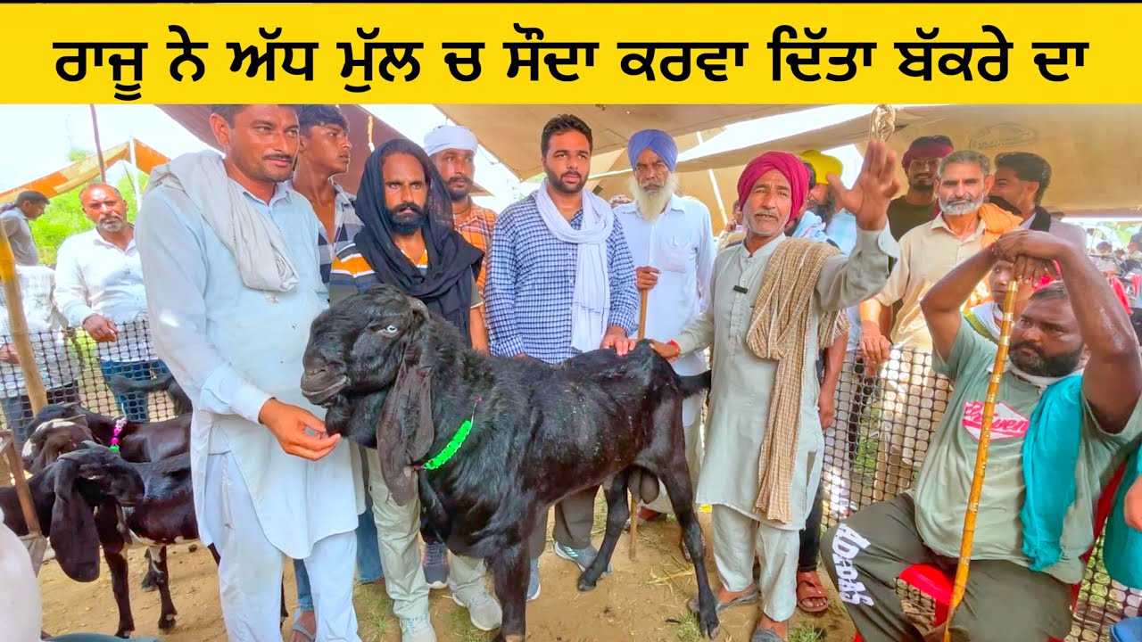 ਰਾਜੂ ਨੇ ਅੱਧ ਮੁੱਲ ਚ ਸੌਦਾ ਕਰਵਾ ਦਿੱਤਾ ਬੱਕਰੇ ਦਾ | joge wala bakra mandi