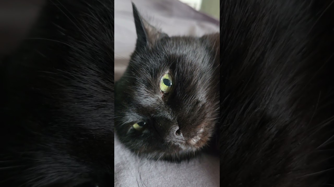 Mambi Bambi też lubi mruczeć #cat #zwierzaki