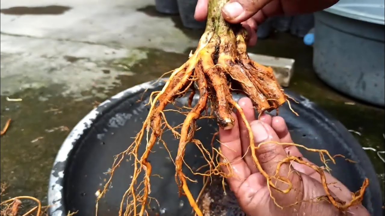part5/program awal akar bonsai - how to make amazing root bonsai and this program root