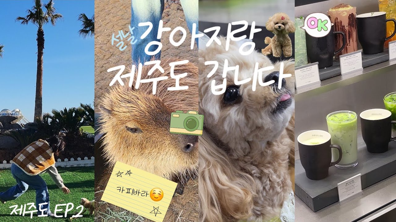 [제주도 여행 2박3일] 반려견과 함께한 여행기 EP.2 – 2일차 저녁까지!