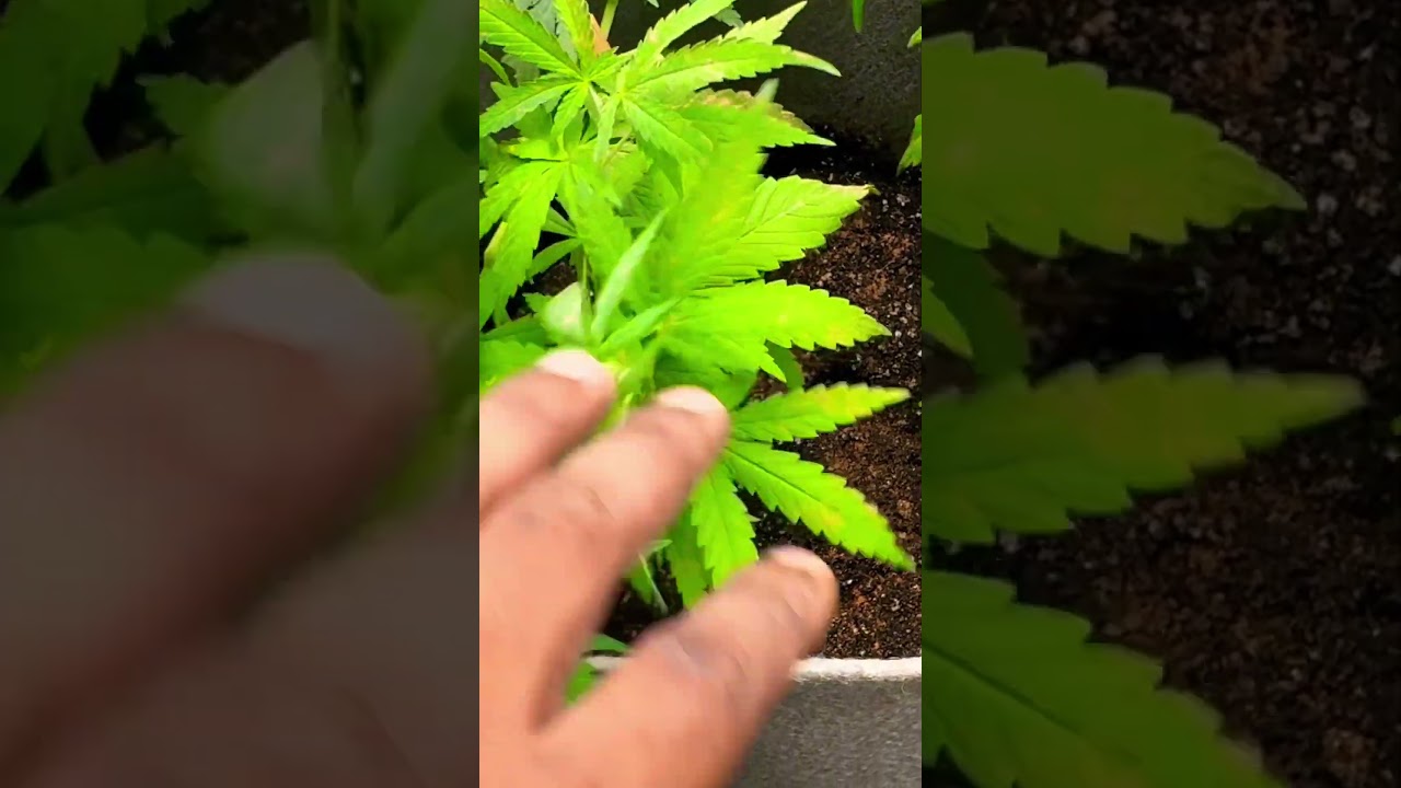 How to get bigger cannabis #marshydrots1000 #marshydrosp6500