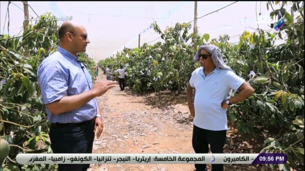 كيف يحمي المزارعين المانجو من الشمس؟ || شاهد ماذا يحدث