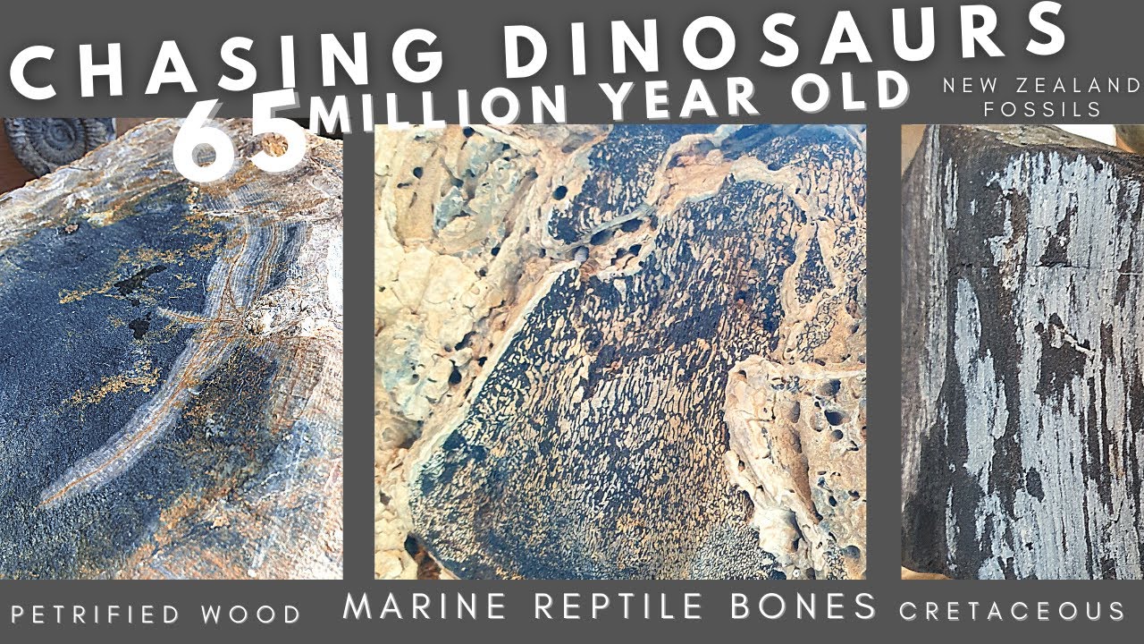 CHASING DINOSAURS | NEW ZEALAND FOSSILS