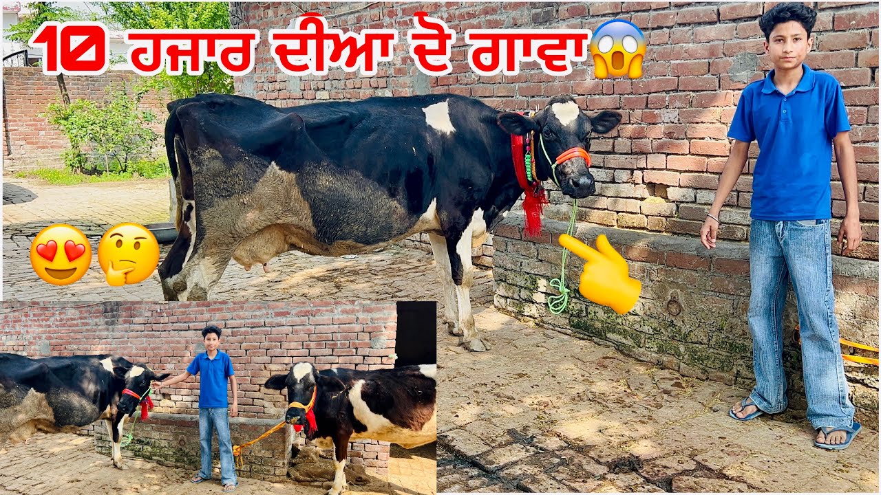 10 March 2026 PH 7347561703👈 ਤਾਜ ਵਪਾਰੀ ਕੋਲ ਦੋ ਗਾਵਾ ਵਿਕਾਊ💫⭐️💫⭐️