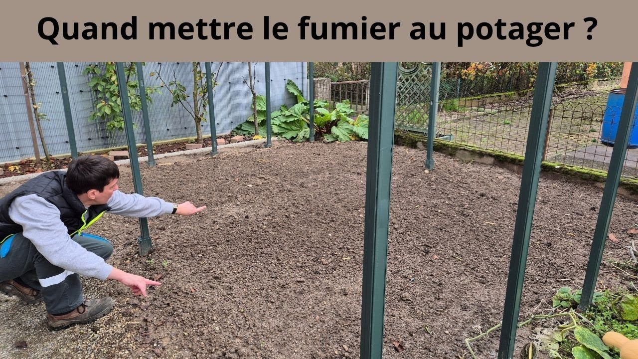 Quand mettre le fumier dans le potager ?