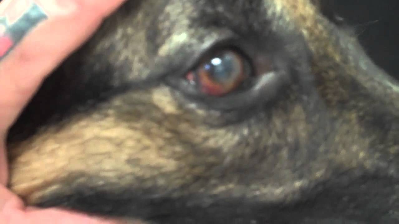 Pannus,  A Common Eye Problem Seen in The German Shepherd