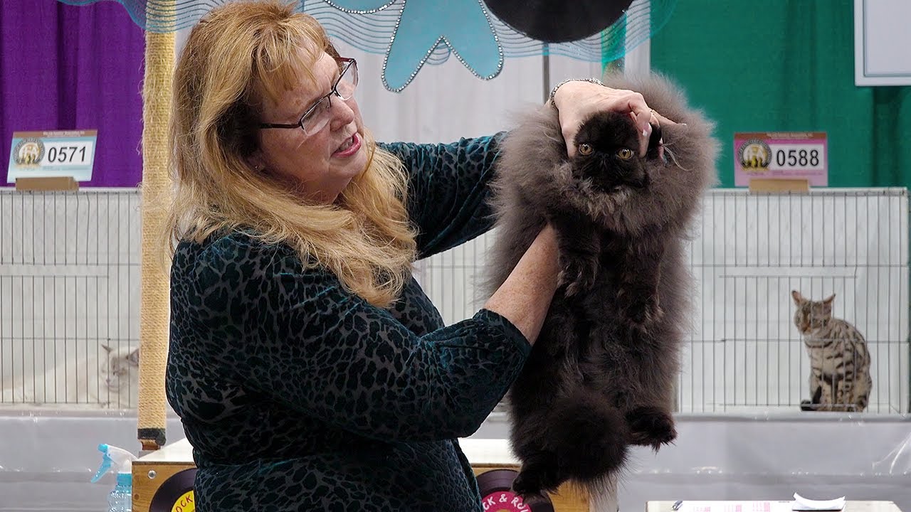 CFA International Show 2019 - Vicki Nye AllBreed Kitten Final