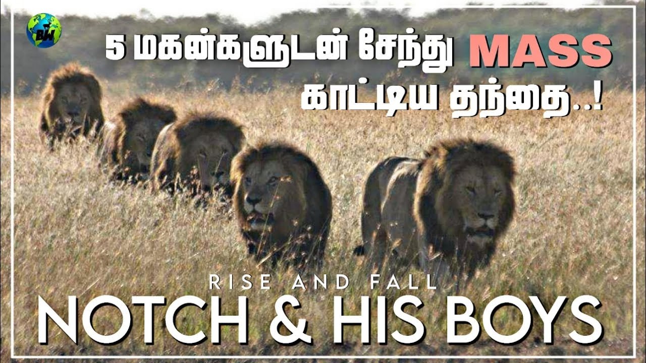 Notch and his 5 sons | Rise and fall of notch coalition of lions | Documentary | Tamil | BioWorld
