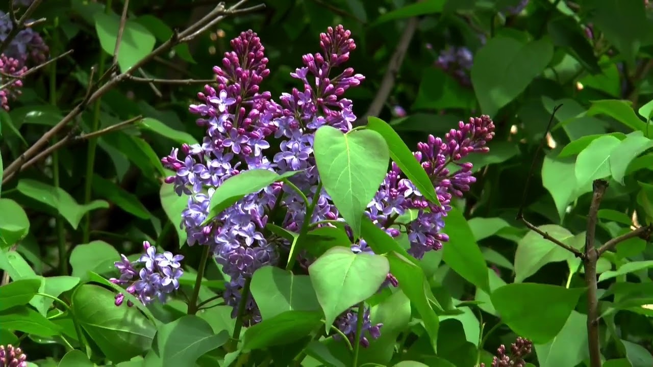 Our clove base #factoryproducts #perfume #skincare #cosmetics #natural