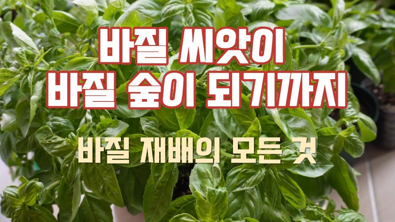 바질재배의 모든 것/다이소 바질 씨앗이 바질숲이 되기까지 8개월간의 기록