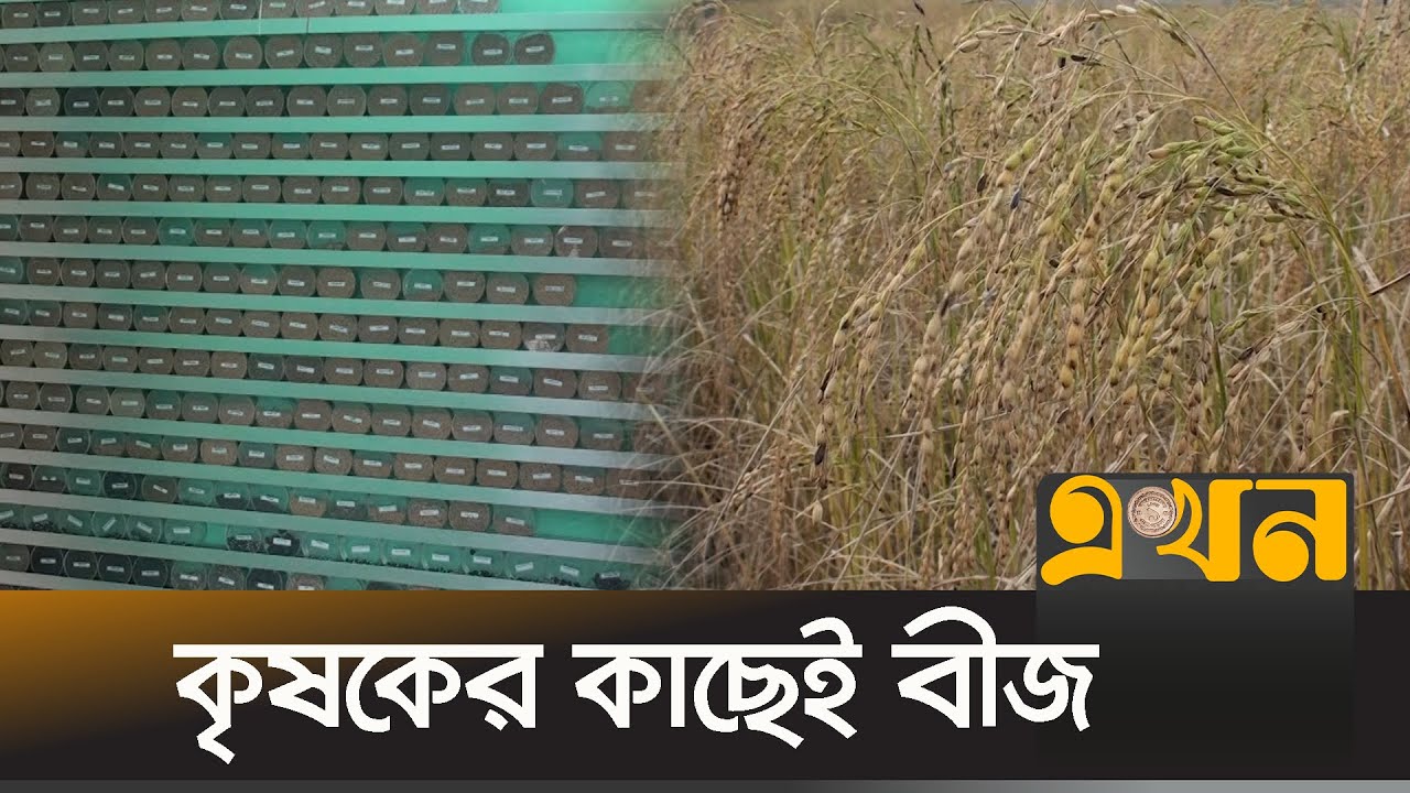 ১৩০টি জাতের ধান গবেষণার জন্য সংগ্রহ | Satkhira | Ekhon TV
