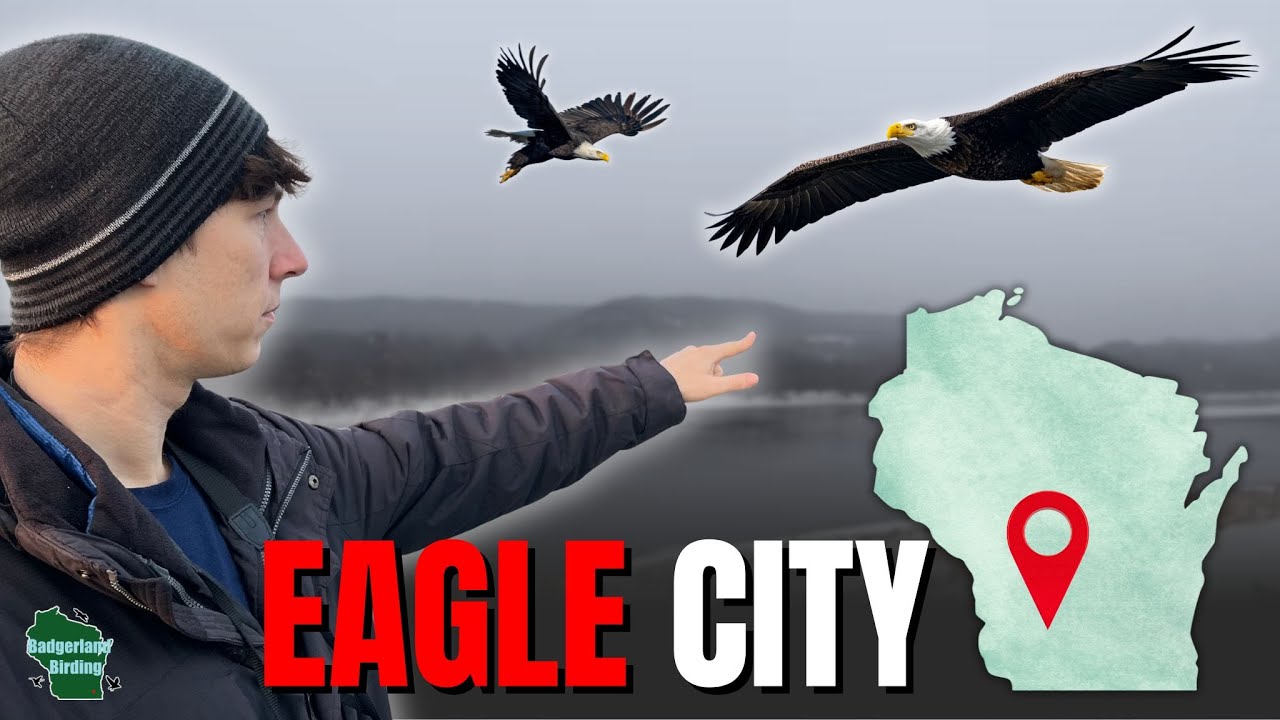 Every Winter, This Town Is Taken Over by Eagles!