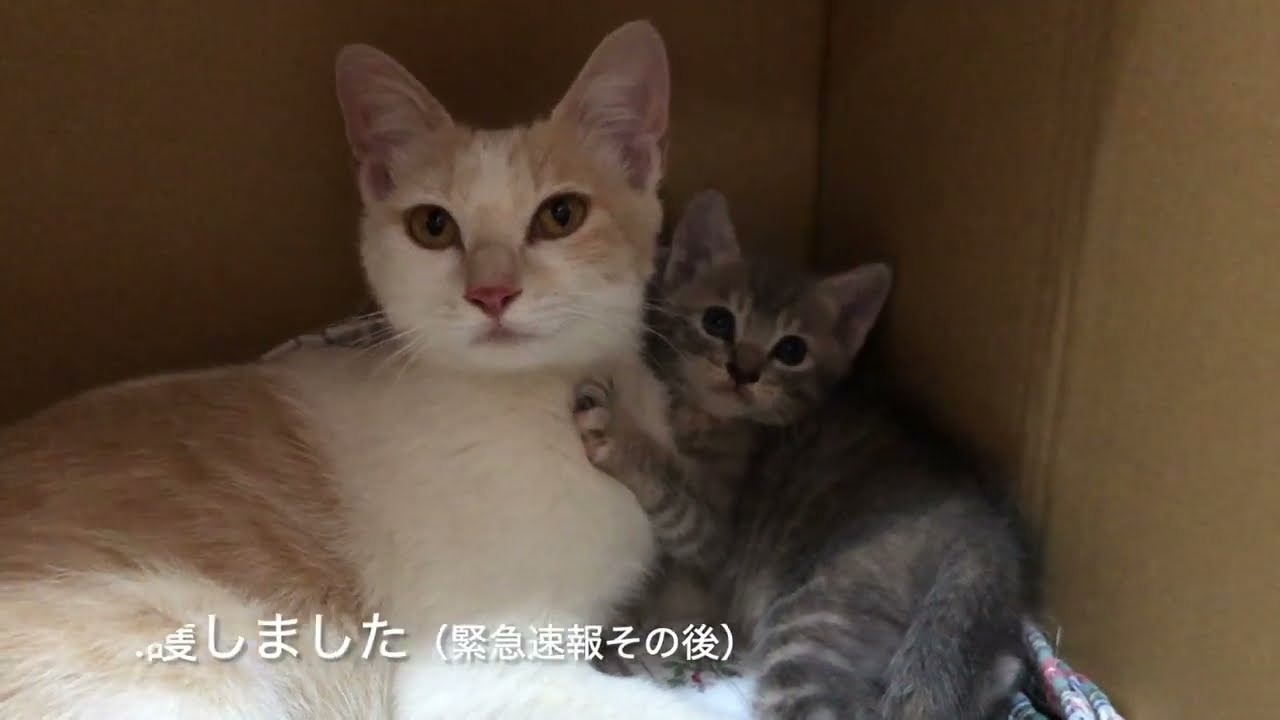 母猫が子猫を連れて玄関にやってきたので保護しました！先住猫2匹と保護猫７匹！！