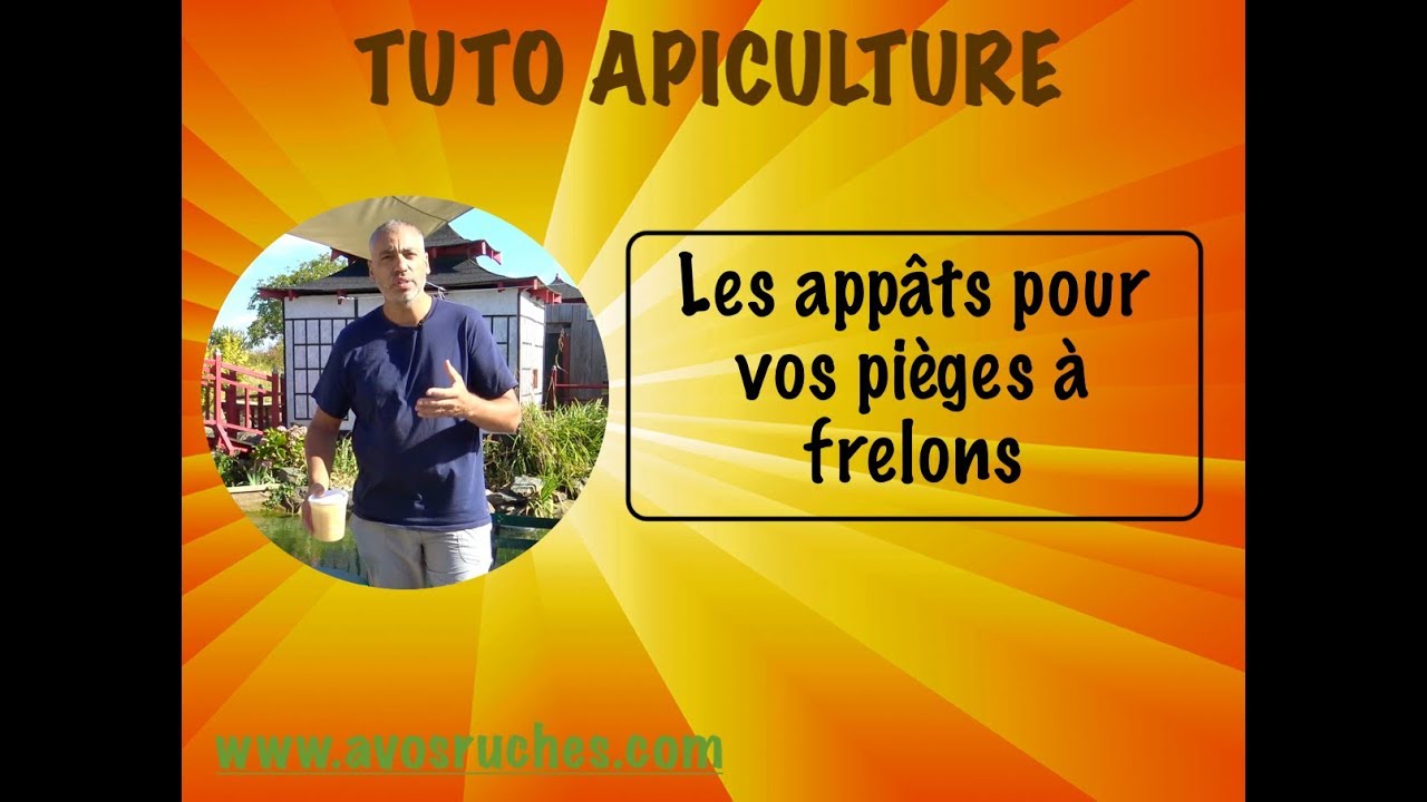 TUTO apiculture , les appâts pour piège à frelons