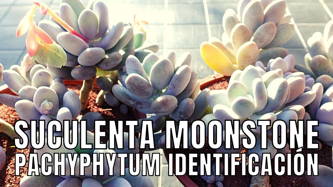 Pachyphytum oviferum & Pachyphytum 'Blue Haze' // suculenta  MOONSTONE // #ParecidasPeroDiferentes
