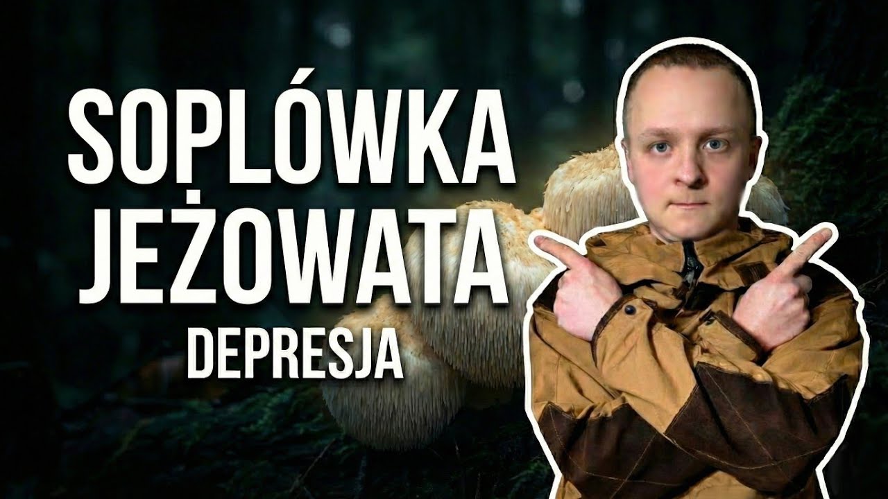 SOPL&Oacute;WKA jeżowata - GRZYB, kt&oacute;ry pomaga w DEPRESJI?
