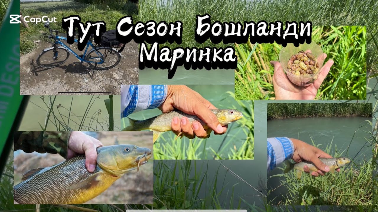 Бу аригда Котта Маринкалар Тут га яхши чикябди..17 мая 2025 г.