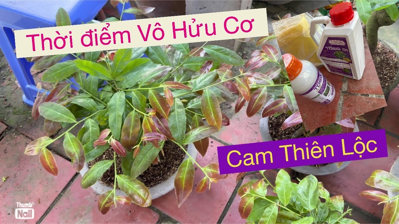 Неорганическое время...Vtnn Vu 0939191715